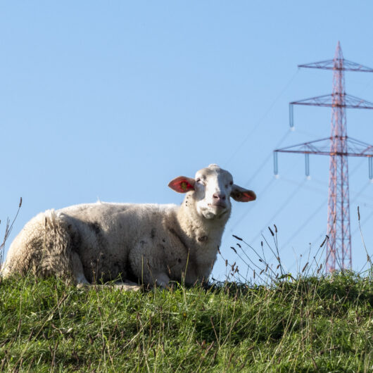 Ein Schaf auf einem Deich in Ochsenwerder