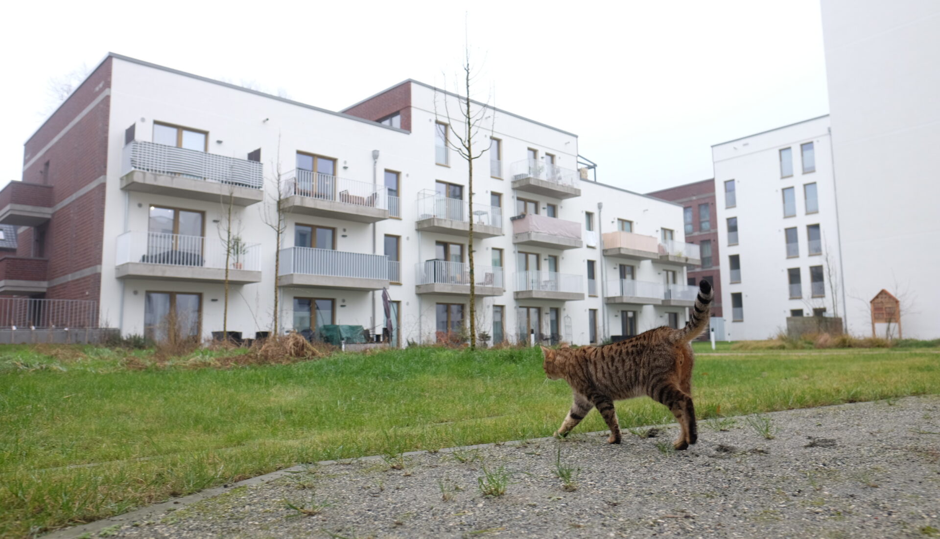 Eine gestreifte Katze läuft durch ein modernes Wohnquartier